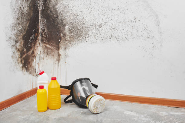 Best Home Mold Removal  in Eureka, MO