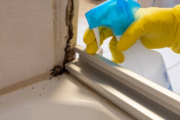 Best Certified Mold Removal  in Eureka, MO