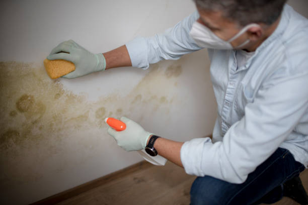 Best Professional Mold Removal  in Eureka, MO