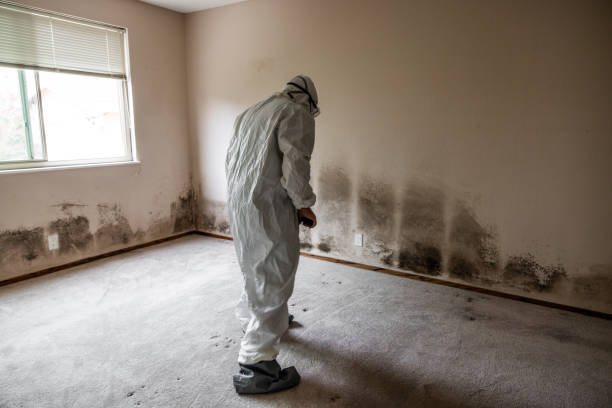 Best Mold Inspection  in Eureka, MO