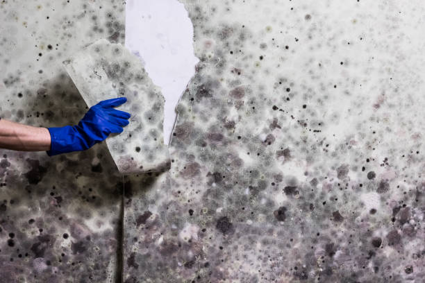 Mold Testing and Removal in Eureka, MO
