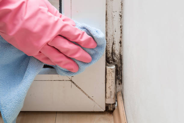Best Mold Cleaning Services  in Eureka, MO